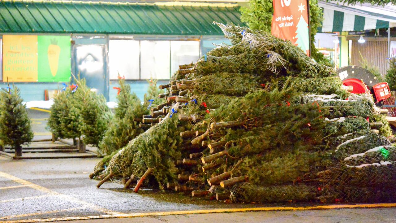 Christmas Tree Removal Service In Aloha, OR