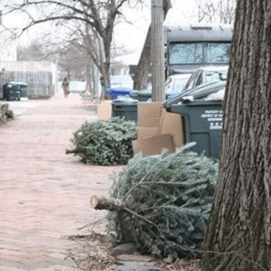 Christmas Tree Removal Service In Aloha, OR