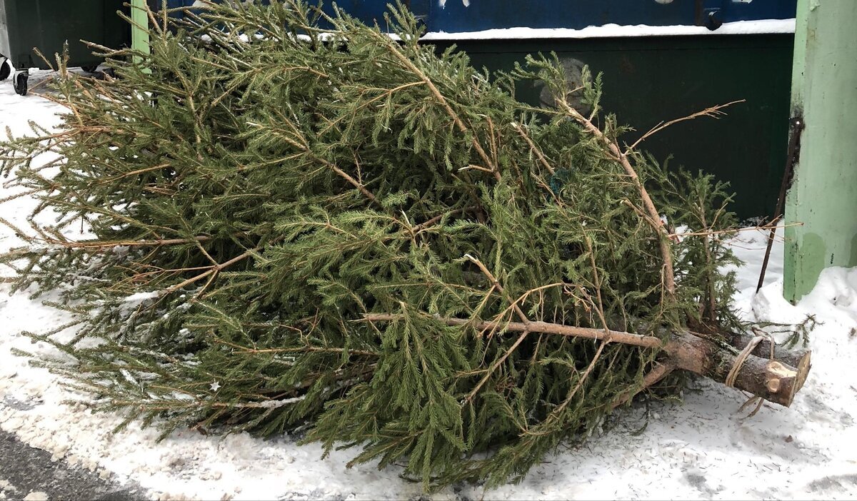 Christmas Tree Removal Service In Portland