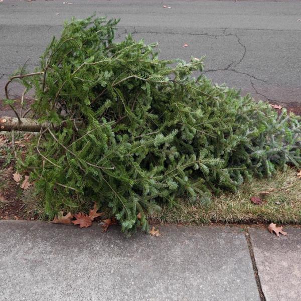 Junk Removal Christmas Tree Removal Service In Portland